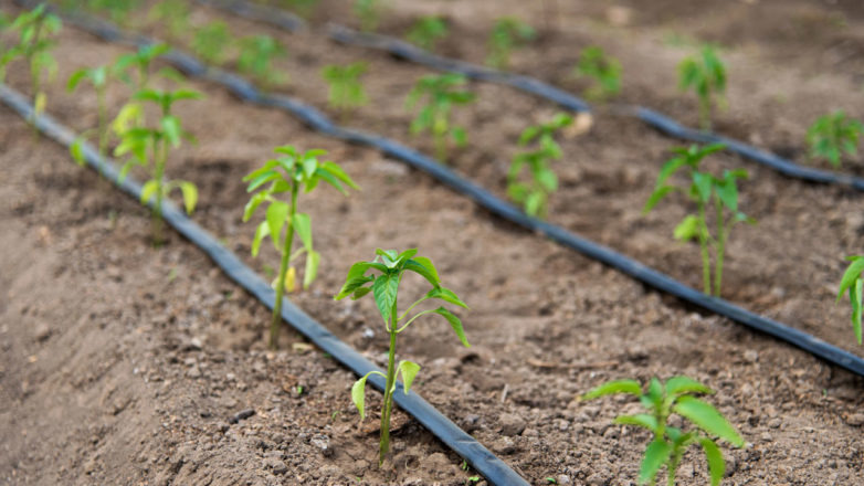 irrigation system in landscape