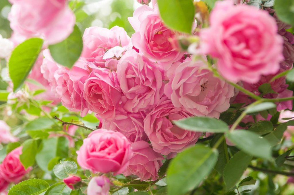 guide to growing roses